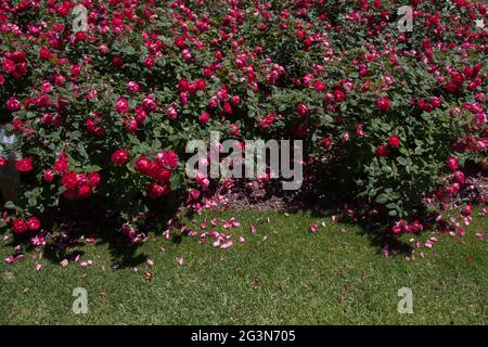 Blooming beautiful colorful roses in the garden Stock Photo