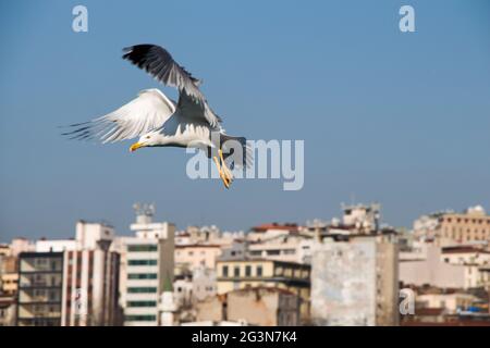 Seagull flying in sky over the sea in Istanbul Stock Photo