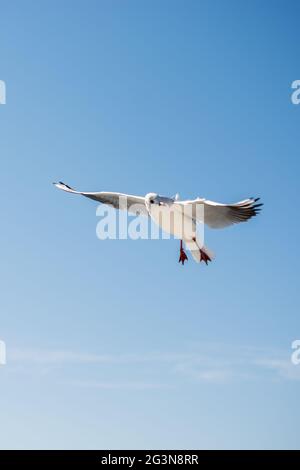 Seagull flying in sky over the sea waters Stock Photo
