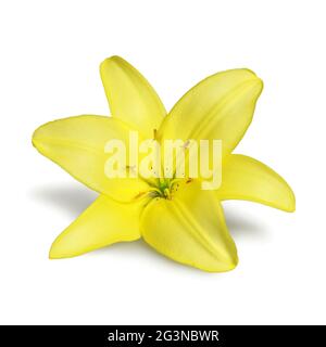 Yellow lily flower isolated on white background Stock Photo - Alamy