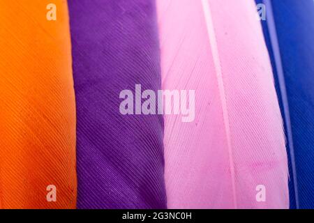 Studio shot macro photo colored bird feathers Stock Photo