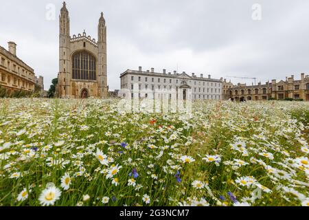 A wide angle landscape view of wildflowers growing on the lawn at King's College in Cambridge. Stock Photo