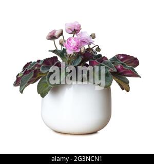 African violet in flower pot isolated on white background. Saintpaulia Pink Wave Stock Photo