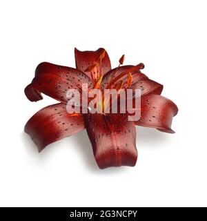 Dark red Asiatic lily isolated on white background Stock Photo