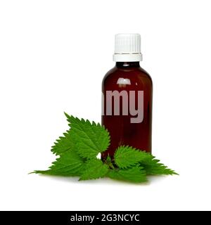 Stinging nettle essential oil or tincture in a bottle isolated on white background Stock Photo