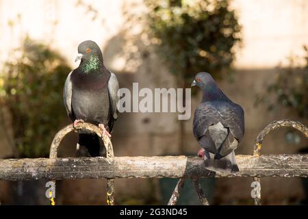 Lonely birds by live in an urban environment Stock Photo - Alamy