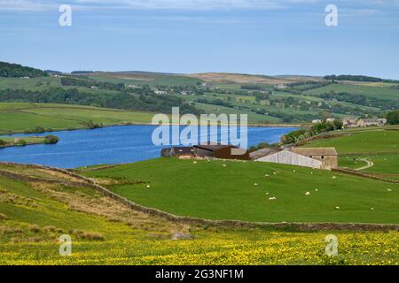 Scenic rural view of Chelker Reservoir (blue water, farm fields, sheep grazing, farmhouse & meadow buttercups) - Craven, North Yorkshire, England, UK. Stock Photo