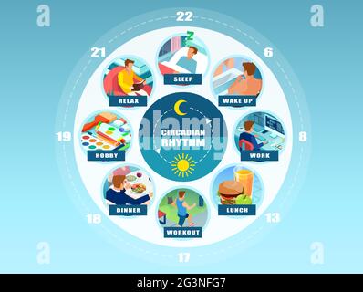 Vector infographic of a circadian rhythm and daily routine of a young man. Wellbeing concept Stock Vector