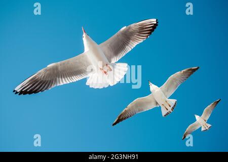 Single seagull flying in blue a sky Stock Photo