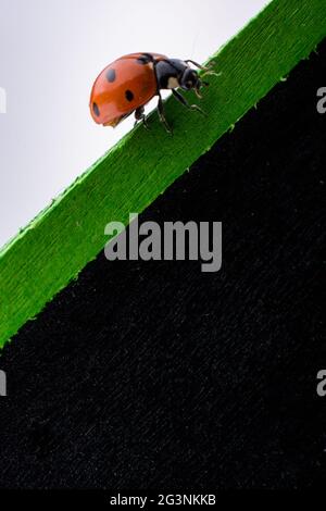 Beautiful red ladybug walking on a notice board Stock Photo