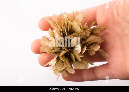 Hand holding a dry autumn leaf on a white background Stock Photo