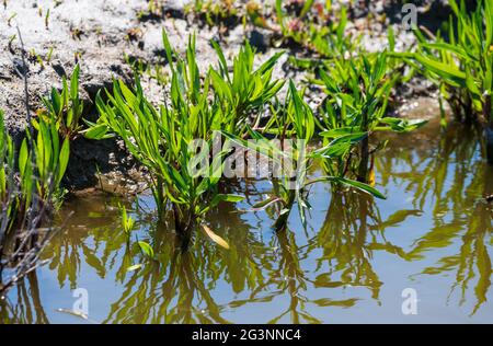 Botanical collection, edible sea aster plant, in summer, Tripolium pannonicum, growing on salt marshes Stock Photo