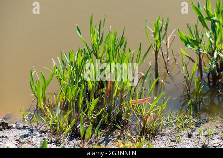 Botanical collection, edible sea aster plant, in summer, Tripolium pannonicum, growing on salt marshes Stock Photo