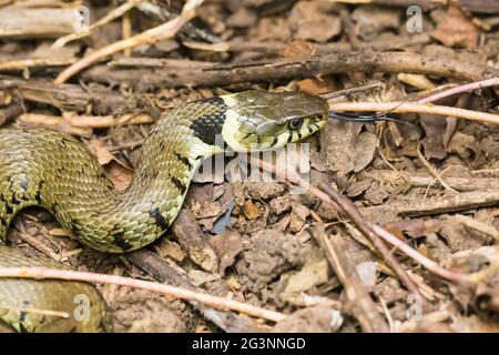 Grass Snake on leaf litter Stock Photo