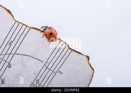 Beautiful red ladybug walking on burnt paper Stock Photo