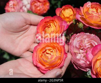 Beautiful fresh roses in hand Stock Photo