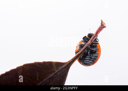 Beautiful red ladybug walking on a dry leaf Stock Photo