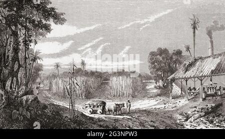 Harvesting sugar cane in the colonies, 19th century.  From Le Savant du Foyer ou Notions Scientifiques Sur Les Objets Usuels de la Vie, published 1864 Stock Photo