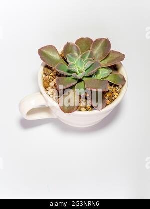 Earthenware pot and freshness leaves of Echeveria plant in white background Stock Photo