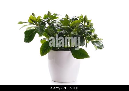 Gardenia in a modern white pot, isolated over white background Stock Photo  - Alamy