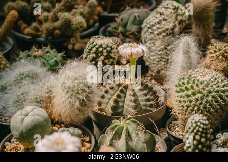 Cactus flowers, Gymnocalycium sp. with white flower is blooming on pot, Succulent, Cacti, Cactaceae, Tree, Drought tolerant plant. Stock Photo