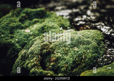 Close-up of green moss on the rock by the river. Stock Photo