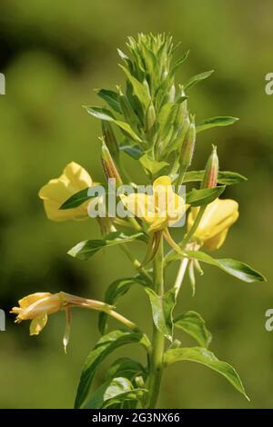 Evening primrose Stock Photo