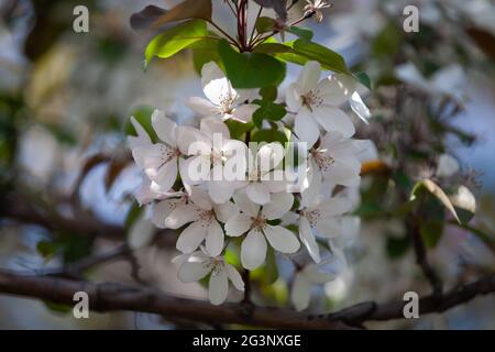 White flower of apple tree close up, background blurred Stock Photo
