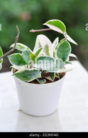 Hoya carnosa compacta,Hoya Compacta or hoya tricolor plant Stock Photo