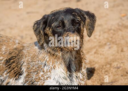 Face portrait of young black and white female dog covered in sand on the beach Stock Photo