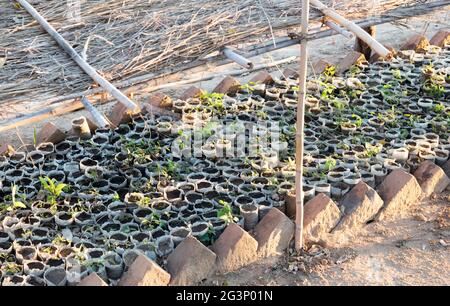 Small tree plantation in Madagascar Stock Photo
