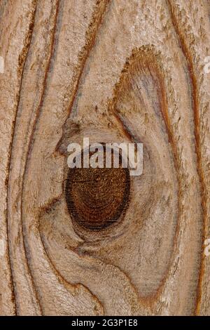 Treated pine wood with knot closeup in a section of wooden fence showing abstract details, patterns and textures. Stock Photo