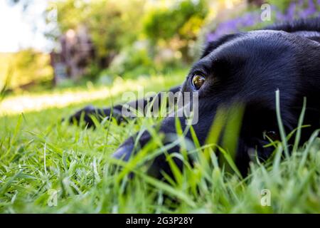 A black labrador retriever dog laying down in grass in the summer sun. Stock Photo