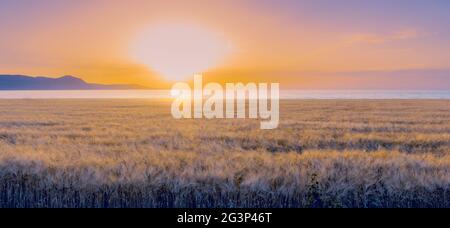 Panorama of barley field during colorful sunset. Soft focus, sunflare. Stock Photo