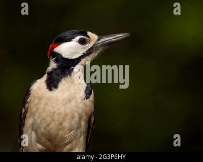 Female Pileated Woodpecker Portrait Stock Photo