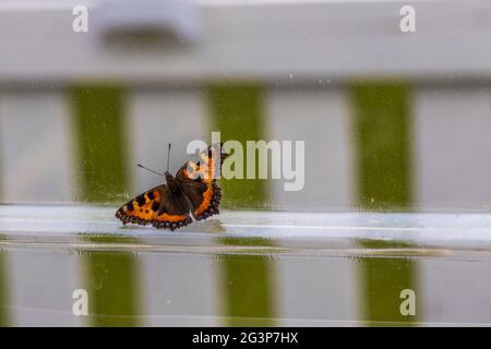 Beautiful view of butterfly on a glass in a greenhouse. Stock Photo