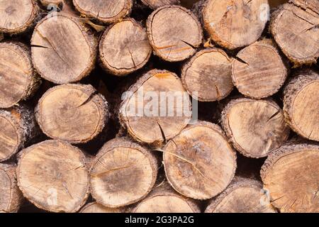oak wood stacked for consumption as firewood Stock Photo