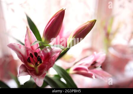 large blooming homemade pink lilies bloom and smell Stock Photo