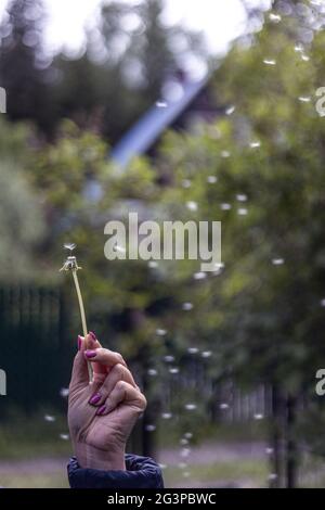 Dandelion flies away Stock Photo