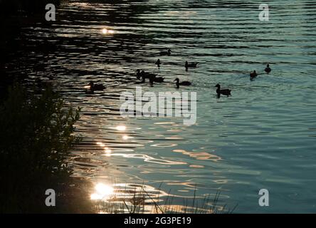 Wild ducks in the evening on the lake. Stock Photo