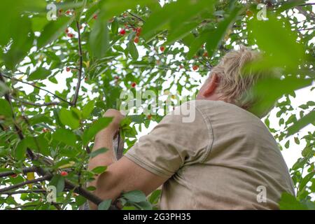 A man collects ripe cherries while sitting on a tree. Delicious healthy vitamin fruits in summer. Stock Photo