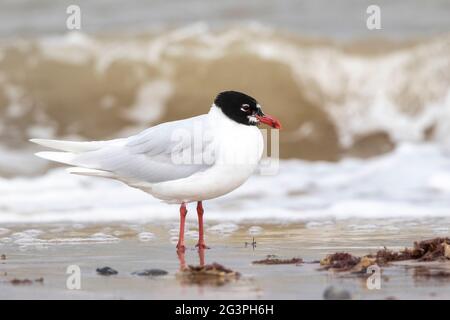 Mediterranean gull, Icthyaetusmelanocephalus, single adult in breeding plumage standing on shoreline, near water, Norfolk, England, United Kingdom Stock Photo