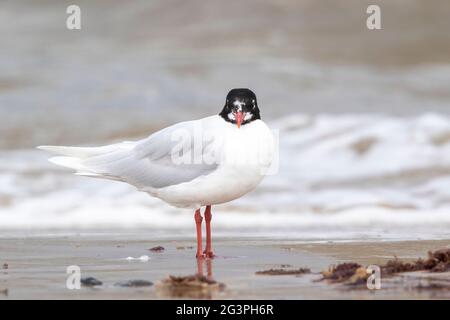 Mediterranean gull, Icthyaetusmelanocephalus, single adult in breeding plumage standing on shoreline, near water, Norfolk, England, United Kingdom Stock Photo
