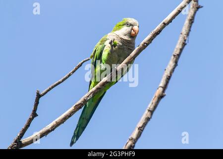 monk parakeet, Myiopsitta monachus, single adult feeding while perched in tree, Buenos Aires, Argentina Stock Photo