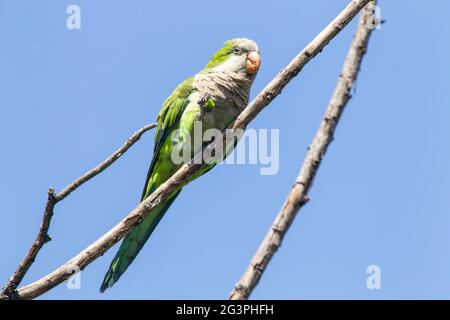 monk parakeet, Myiopsitta monachus, single adult feeding while perched in tree, Buenos Aires, Argentina Stock Photo