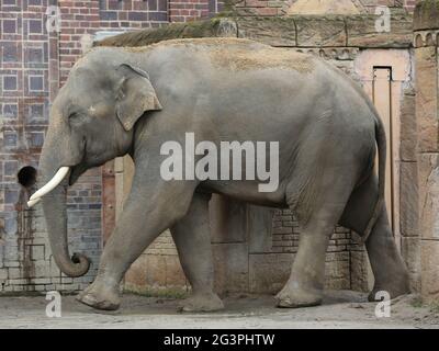 Asian bull elephant Voi Nam in the Ganesha Mandir Elephant Temple at ZOO Leipzig Stock Photo