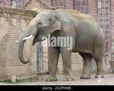 Asian bull elephant Voi Nam in the Ganesha Mandir Elephant Temple at ZOO Leipzig Stock Photo