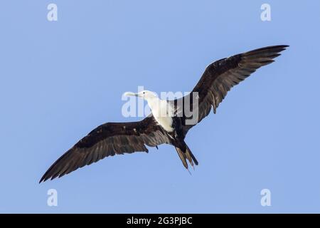 magnificent frigatebird, Fregata magnificens, single bird in flight, Georgetown, Barbados Stock Photo