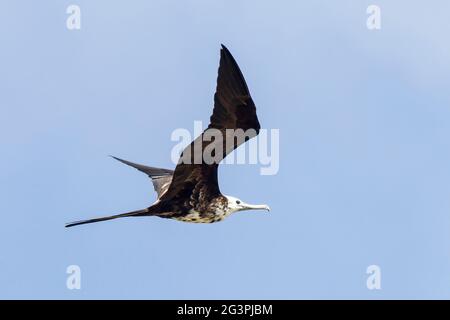 magnificent frigatebird, Fregata magnificens, single bird in flight, Georgetown, Barbados Stock Photo