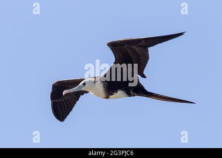 magnificent frigatebird, Fregata magnificens, single bird in flight, Georgetown, Barbados Stock Photo